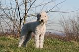 BEDLINGTON TERRIER 096